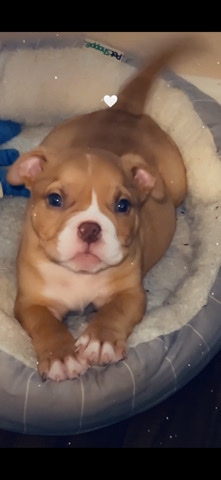 American Pit Bull Terrier – 4 Month male Pocket Bully