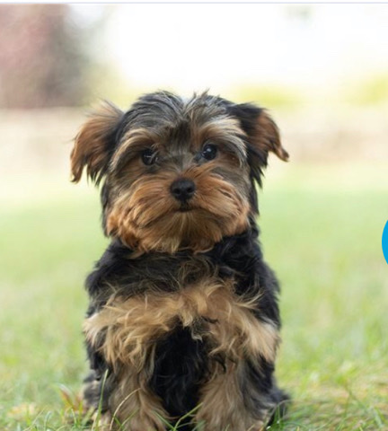 Yorkshire Terrier – Hello I'm like don't try to miss out this beauty p