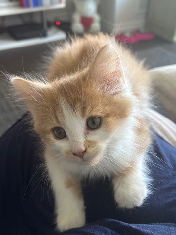 Ragdoll – 3month old kitten