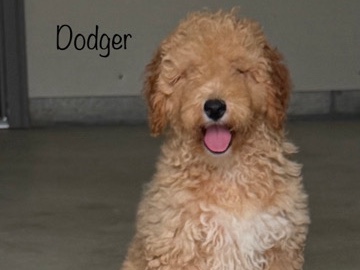 Goldendoodle – Mini Goldendoodle – New York