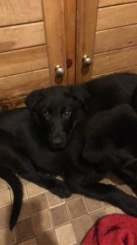 German Shepherd – German shepherd puppies
