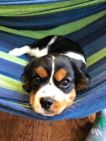 Cavalier King Charles Spaniel – cavalier King Charles spaniel