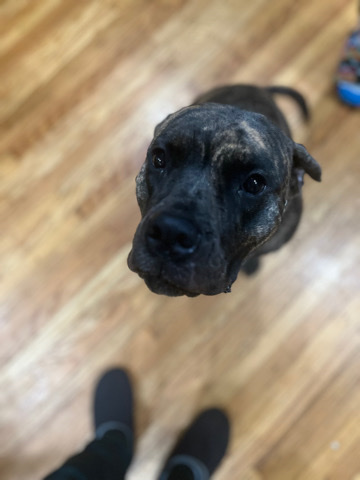 Perro de Presa Canario – lookin for a good family for Ginger