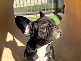 French Bulldog – six months old frenchie – San Jose