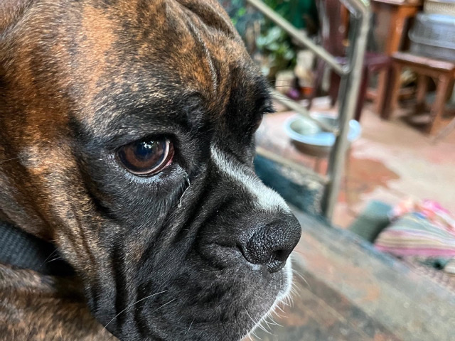 Boxer – Boxer Beauty