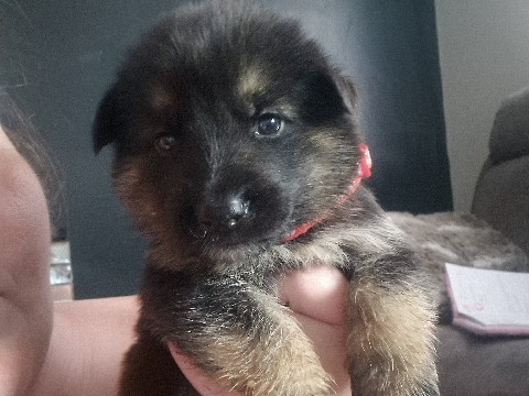 German Shepherd – 3/4 German shepherd 1/4 akita. – Wolverhampton