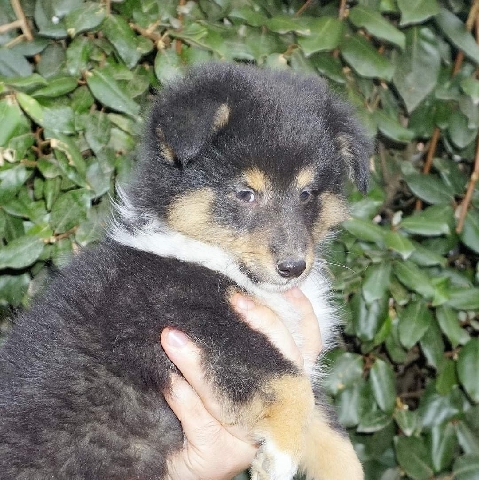 Shetland Sheepdog – Shetland sheepdog two males tricolor available