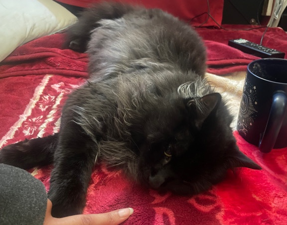 Maine Coon – persian main ****