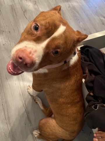 American Staffordshire Terrier – red nose pit