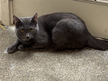 American Shorthair - Tails needs a new home available for adoption in Pittsburgh