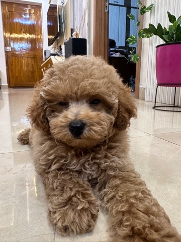 Poodle – sell my poodle
