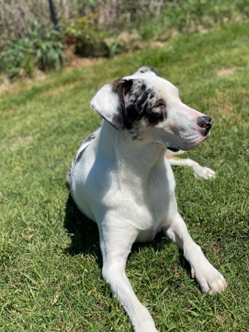 Australian Shepherd – needs new home