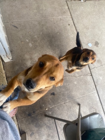 2 free dogs