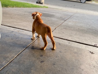 American Pit Bull Terrier – Red nose pit