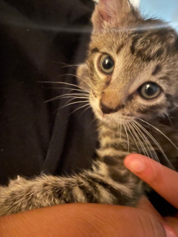 American Shorthair – Kitten