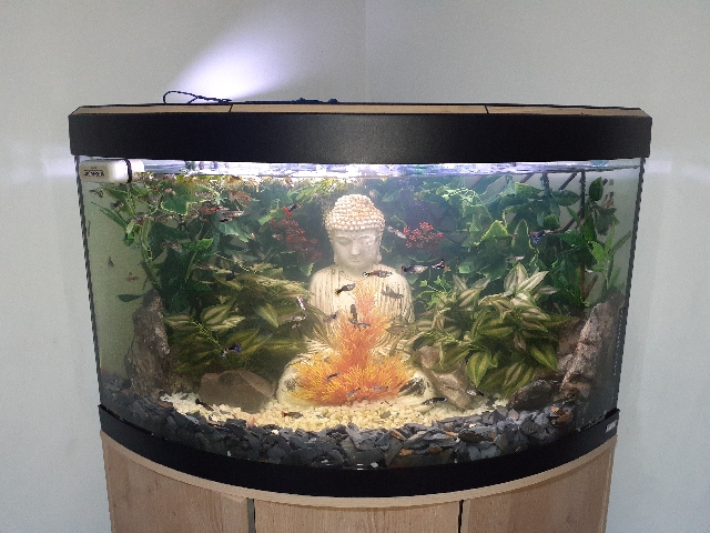 Guppy – Beautiful Guppies and Red Cherry Shrimps £1