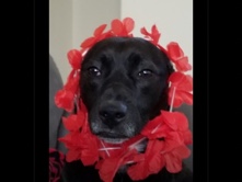 Rat Terrier – Rehome Sweet Dog – Dayton