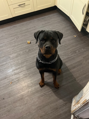 Rottweiler – ur angel