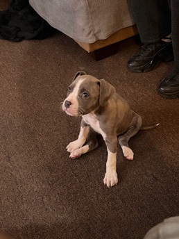 American Pit Bull Terrier – Pitbull Pups Looking For A New Home