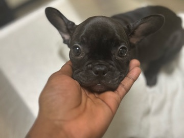 French Bulldog – Frenchie pup – Chula Vista