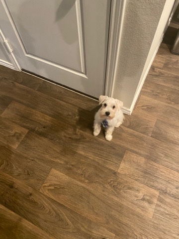 Miniature Schnauzer – white schnauzer