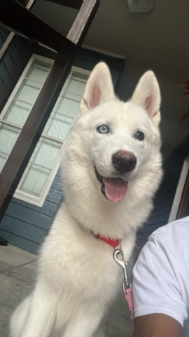 Siberian Husky – Husky