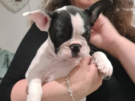 French Bulldog – Stella (French bulldog)