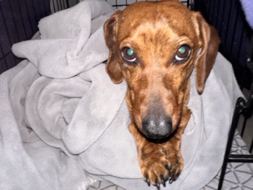 Dachshund – dachshund – Phoenix