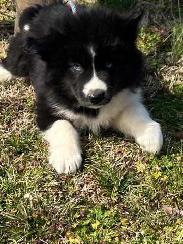 Siberian Husky – Siberian huskies