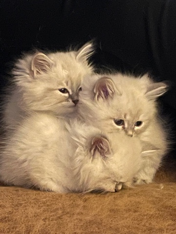 Beautifull Neva Masquerade Kittens