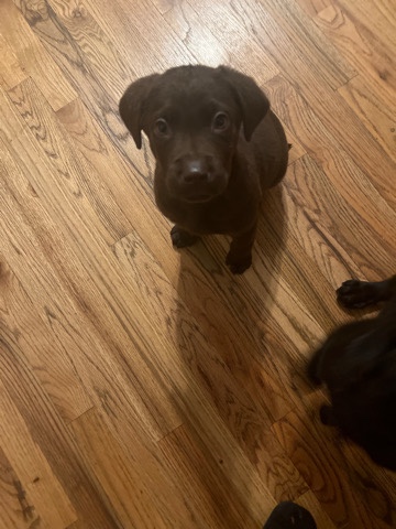 Labrador Retriever – Labrador retriever