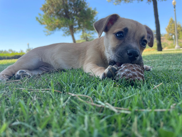 Chihuahua – 12 week chihuahua