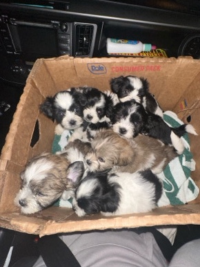 Shih Tzu – 3 Shih Tzu Mix Puppies