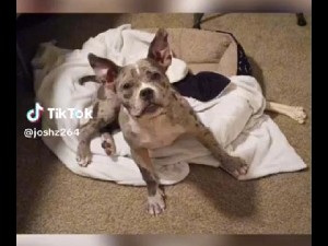 American Pit Bull Terrier – Merle American Bully Pup – St. Louis