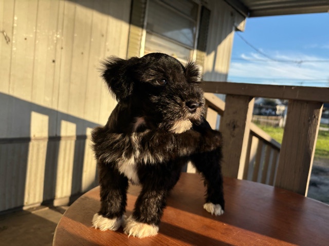 Miniature Schnauzer – Rehoming Minirature Schnauzer – Houston