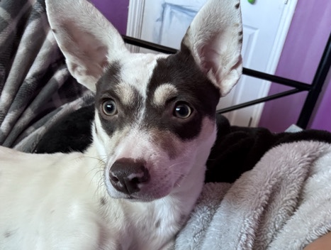 Chinese Chongqing Dog – Rehoming 10 month old Chihuahua Terrier Mix – Sunnyvale