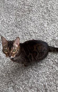 Bengal – Bengal