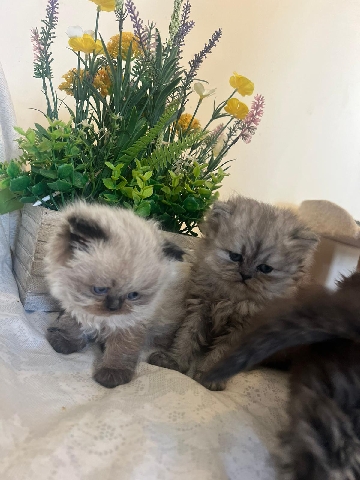 Persian (Modern) – Beautiful pedigree Persian kittens