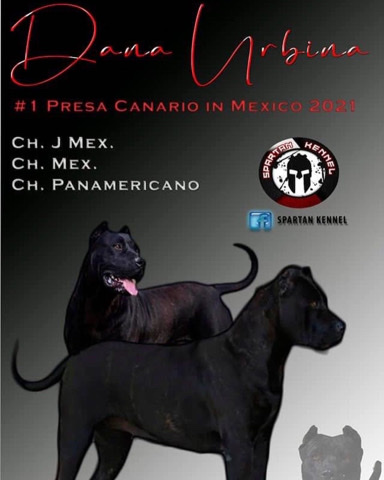 Perro de Presa Canario – presa canario