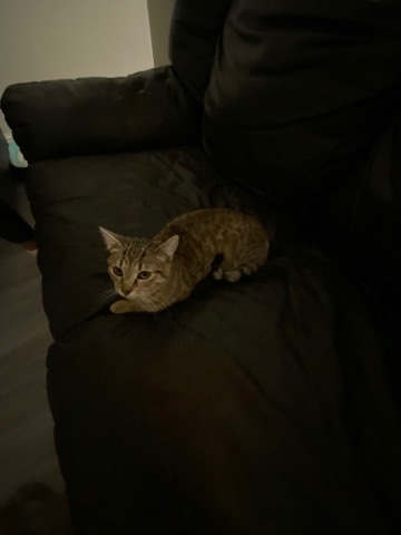 tabby cat rehoming