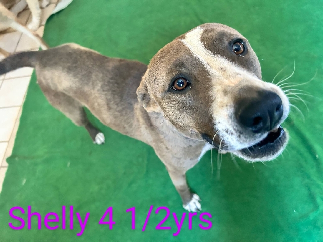 Bull Terrier – Shelly hopes to find a loving family ❤️ – Golden Valley