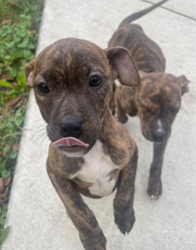 American Pit Bull Terrier – rehome adopted 50 a pup