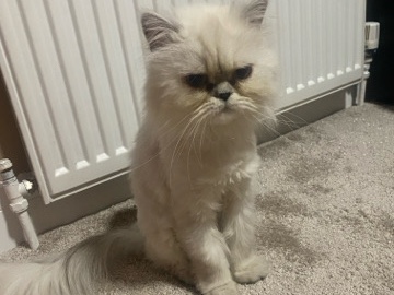 Persian (Modern) – Sassy Persian adoption – Rotherham