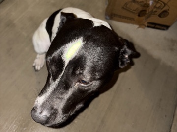 American Pit Bull Terrier – pitmation pitbull x dalmation mix – Lake Elsinore