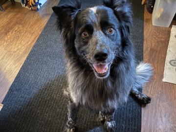 Australian Shepherd – Dante needs a new home!
