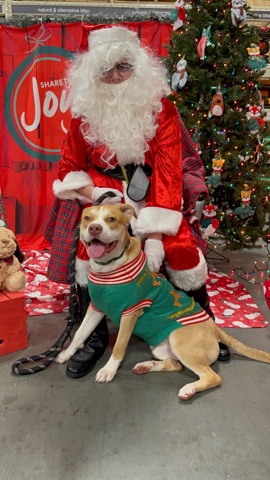 American Pit Bull Terrier – Please Help Rehome Rico