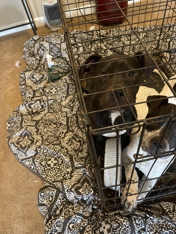 female pitbull
