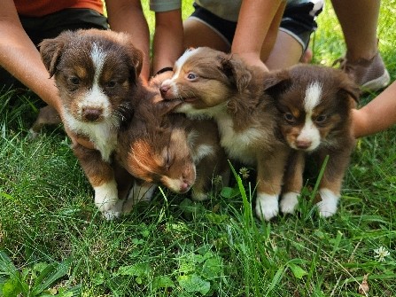 Collie – Adorable Mini Collie Aussie Puppies – Thurmont