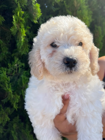Poodle – maltipoodles