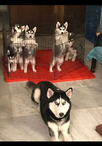 Siberian Husky – saberian Husky